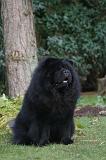 CHOW CHOW 801